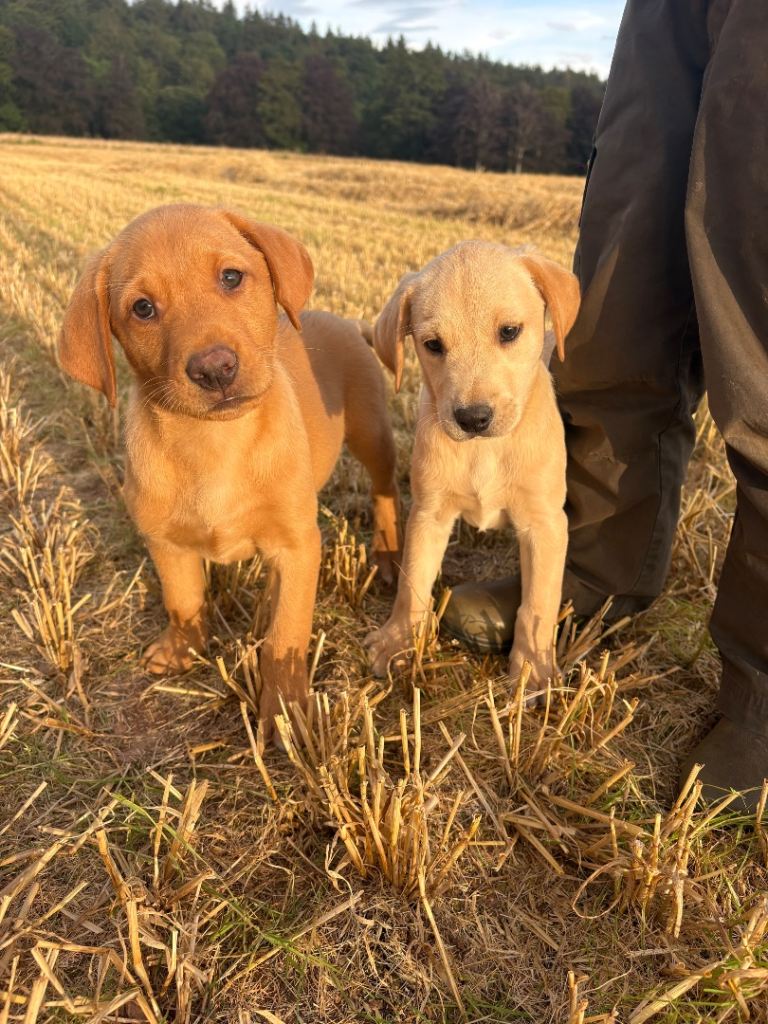 2 Labrador Puppies 