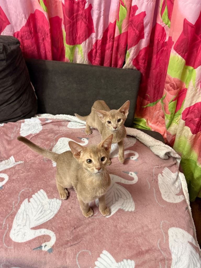 Urgently looking for new homes