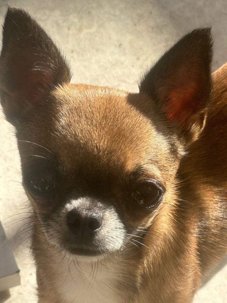 Tea cup chihuahua 