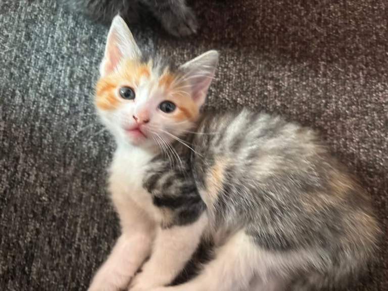  kittens for sale 