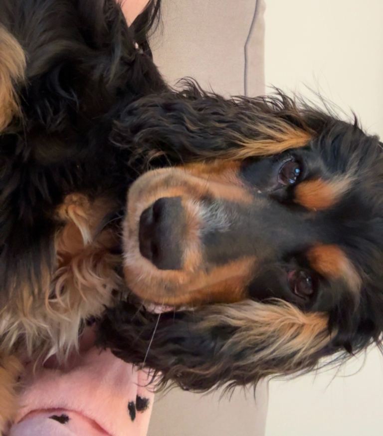 9 month old cocker spaniel - female