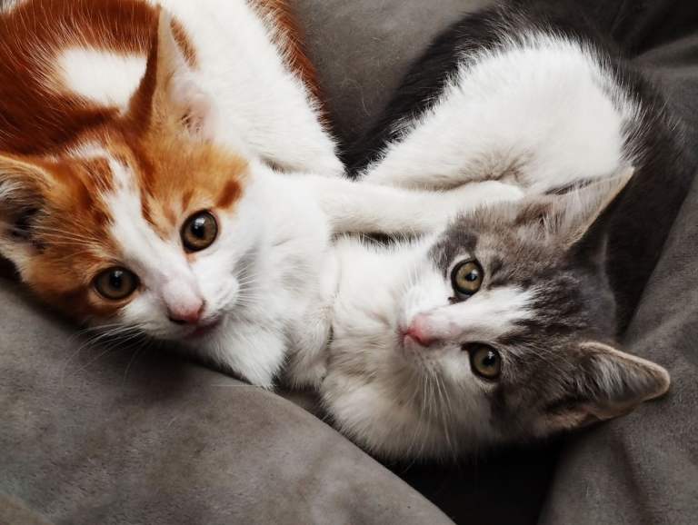 cute  kittens waiting for new home