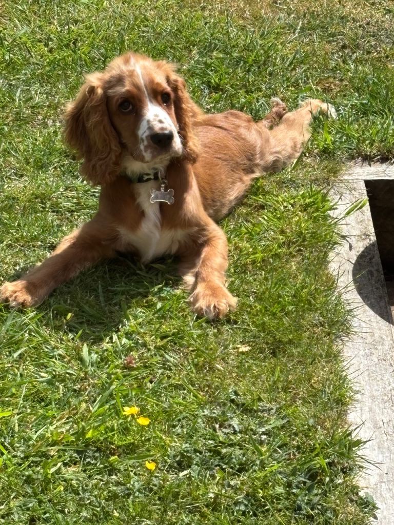 5 months old Cockapoo for sale