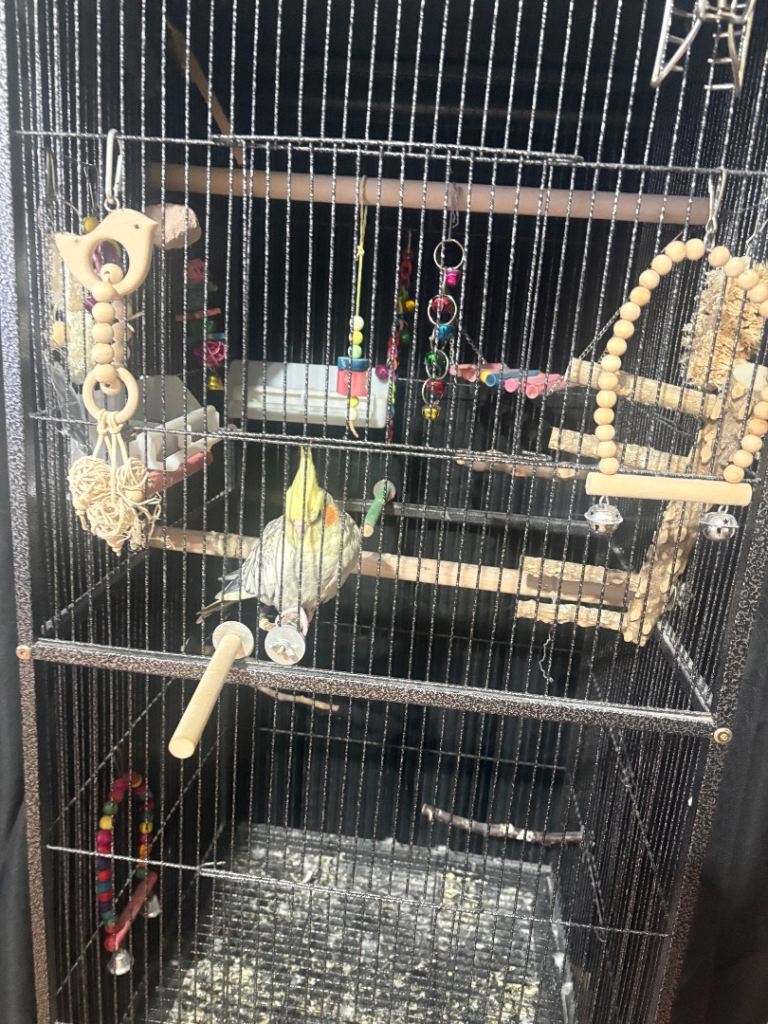 Cockatiel 