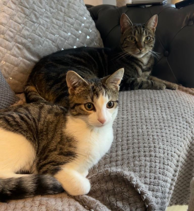 1yr & 2yr neutered male tabbies. Super friendly! 