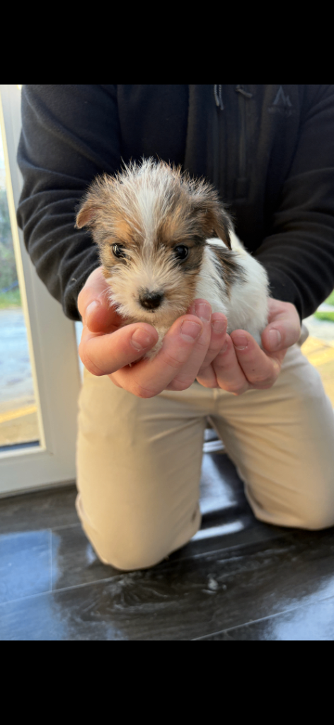 Pure jack russell puppies 