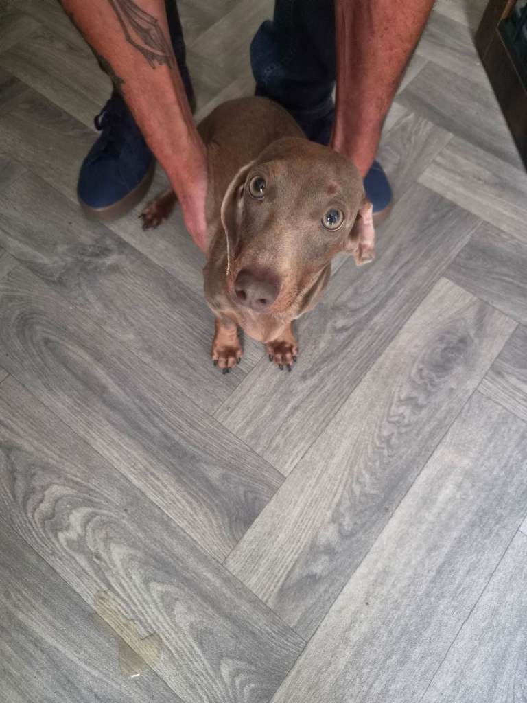 Daschund