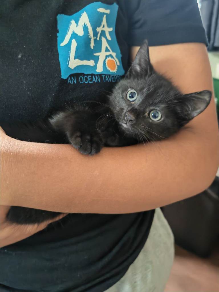 🐾 Adorable Little Kitten Ready for a Loving Home (STILL AVAILABLE)
