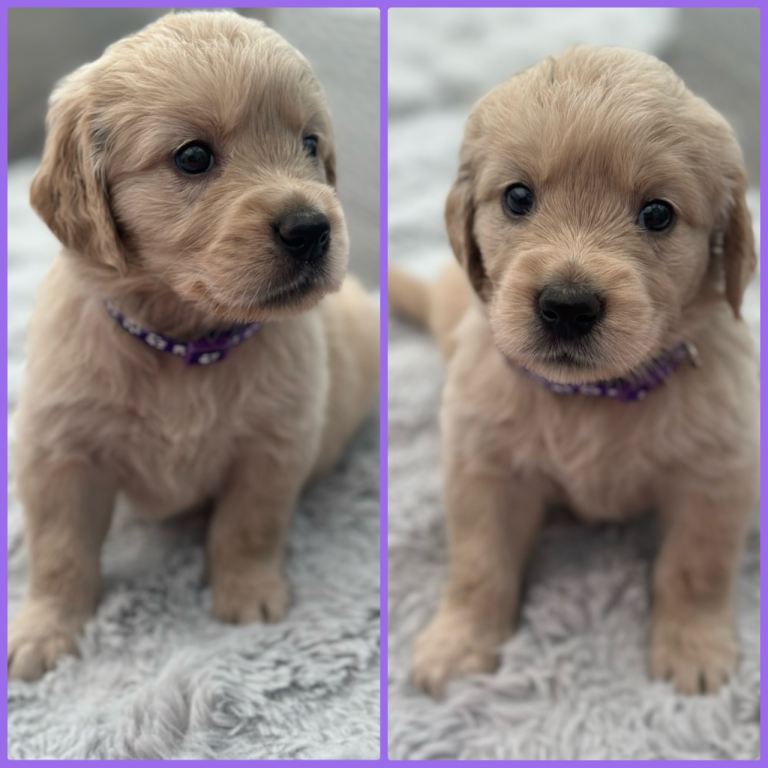 * Beautiful KC Golden retriever puppies*