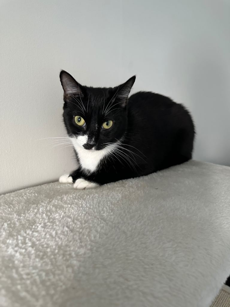 Kitten for sale - Female ( 1year old) 