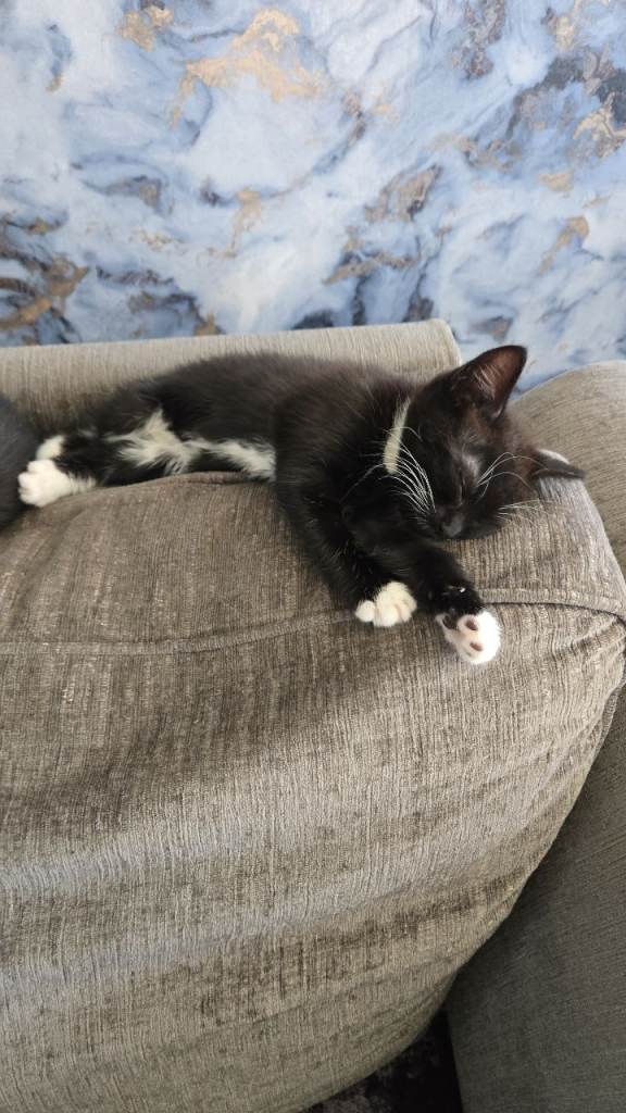 Kittens ready to go to a good home. 