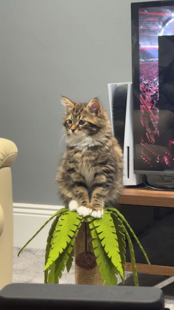 3 month old kitten
