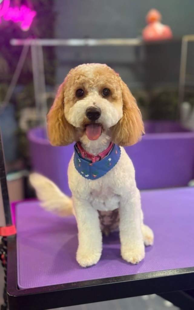 11 month old cavapoo girl for sale