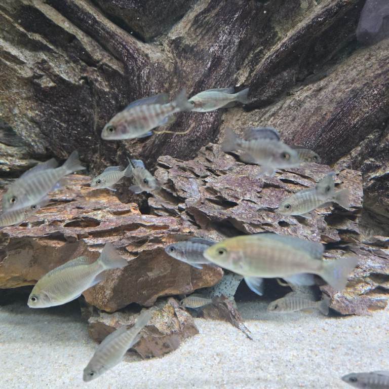 Malawi cichlids