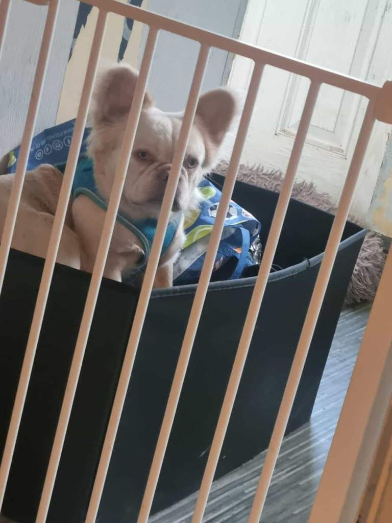 Female fluffy frenchi £300 no offers 
