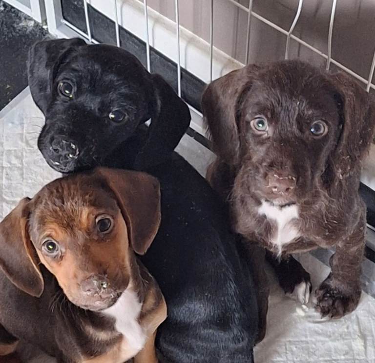 Cockerpoo [Cocker-Terripoos]