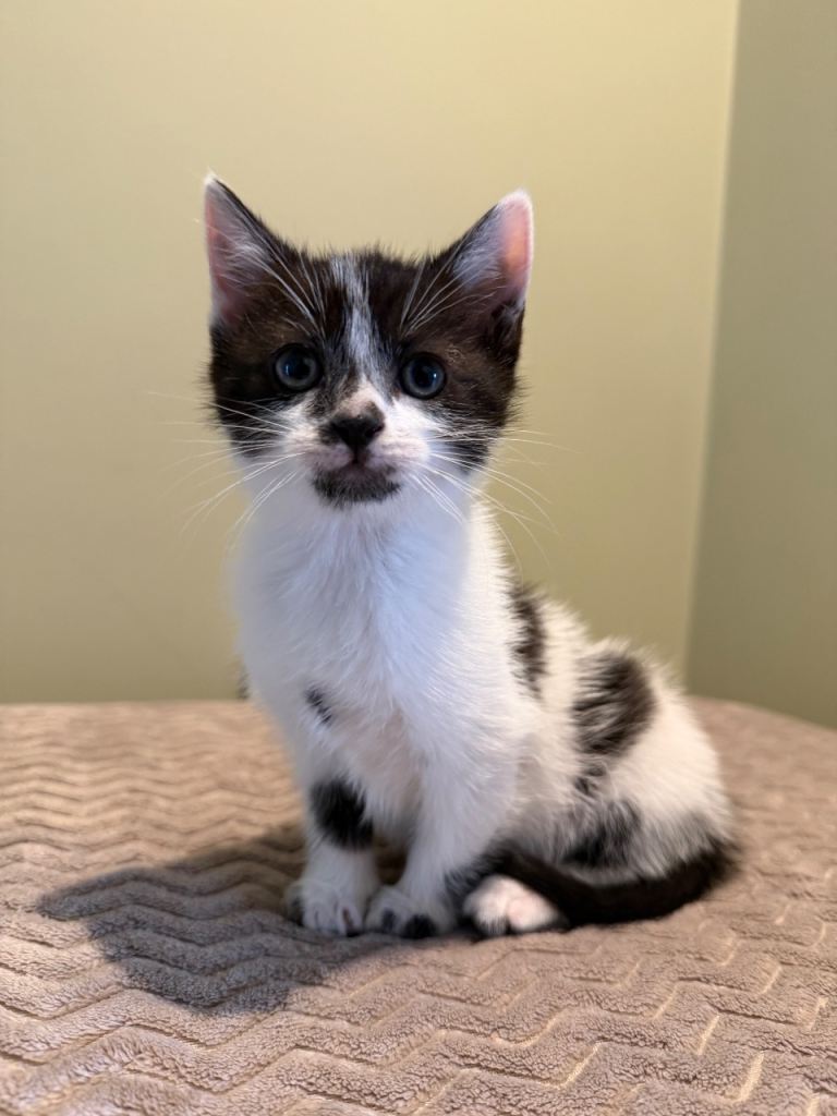 Kitten 🤍