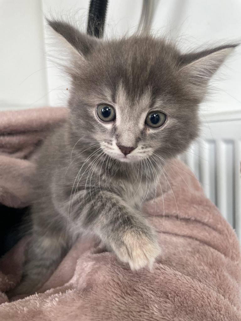 Adorable Kittens Looking for Loving Homes 