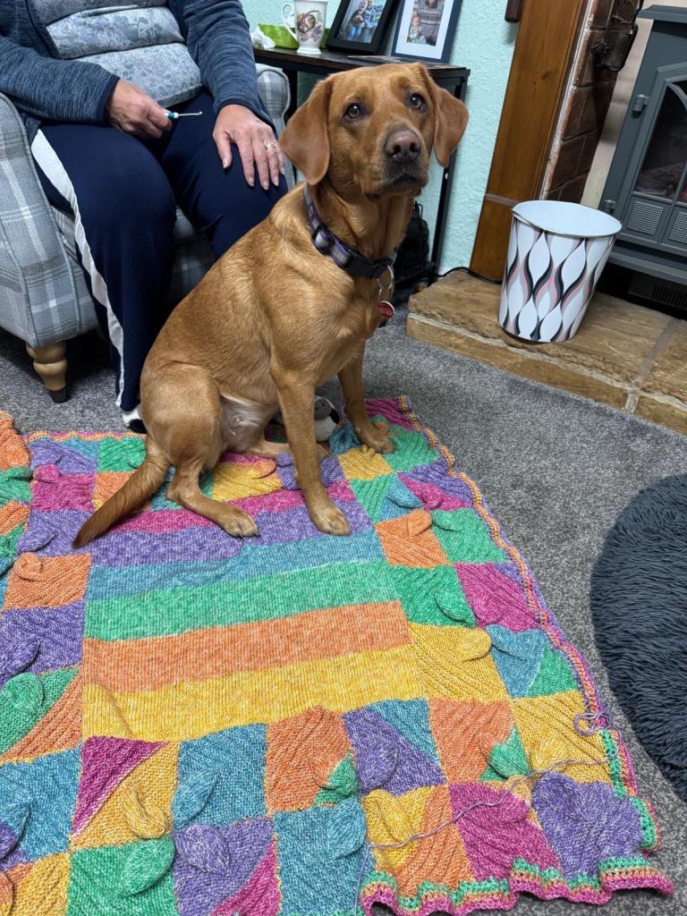 Puppies for sale. Boys only