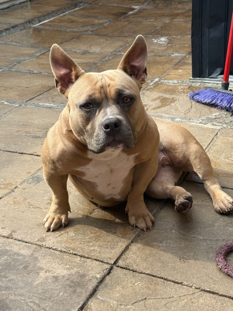 American bully 