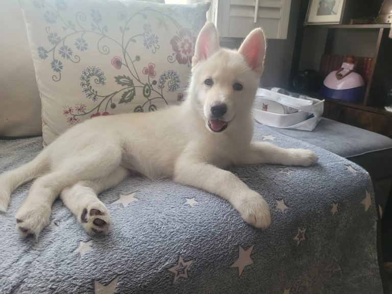 Shepsky puppies 