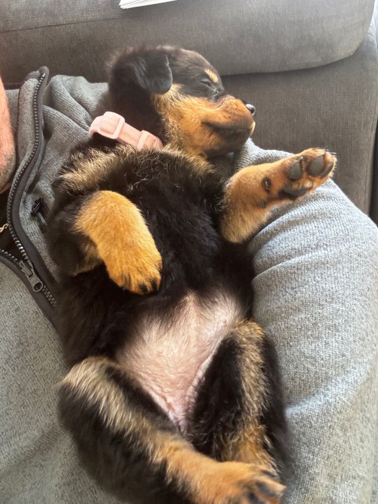Rottweiler puppy 