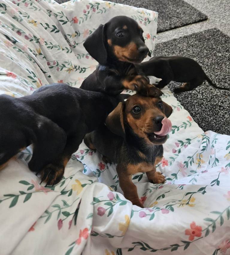 Miniature dachshund puppies - adorable.