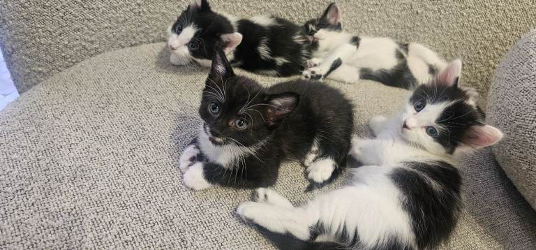 Beautiful Kittens