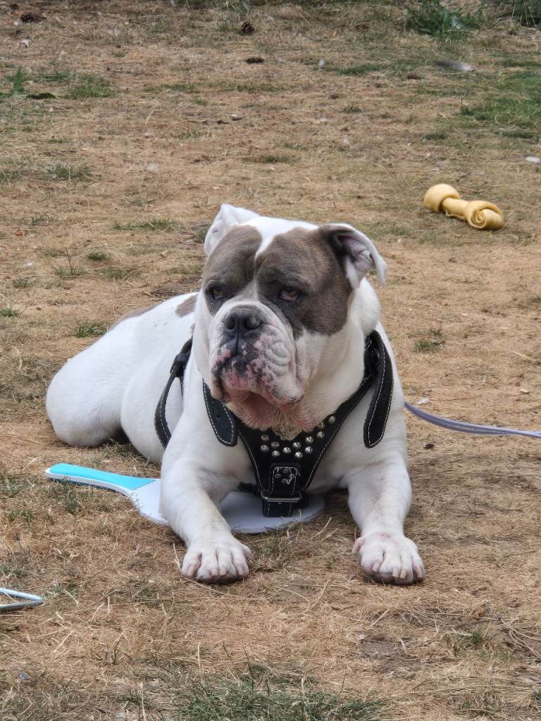 Old tyme english bulldog 