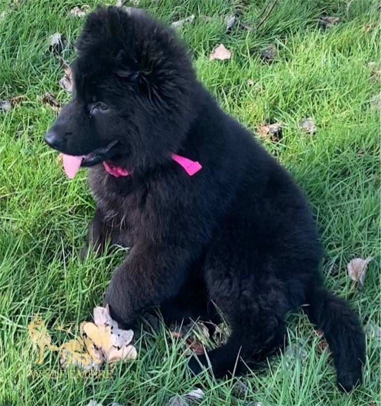 Beautiful solid black gsd girl ⭐️