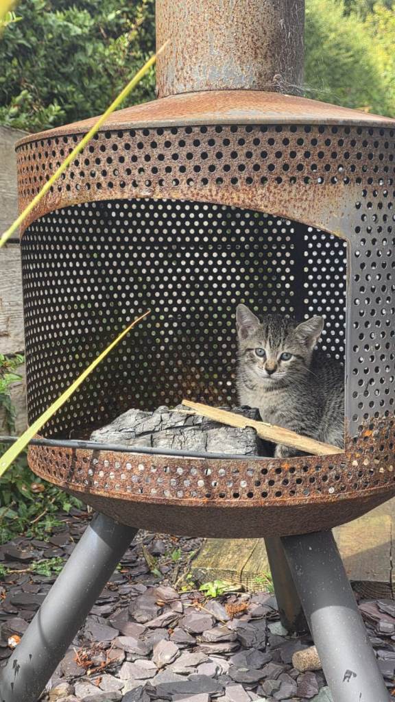 Siamese cross kittens for sale