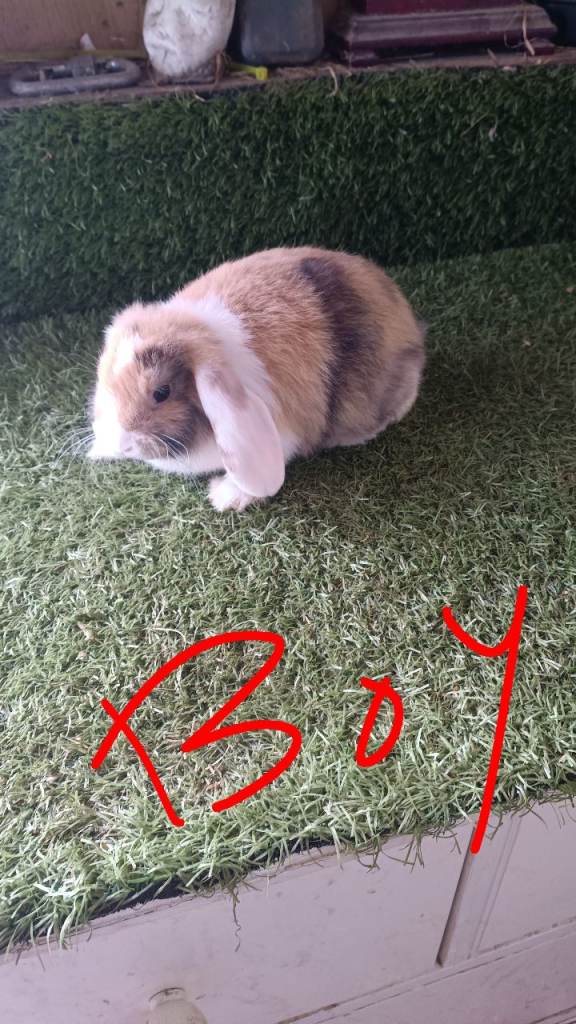 Mini lops 