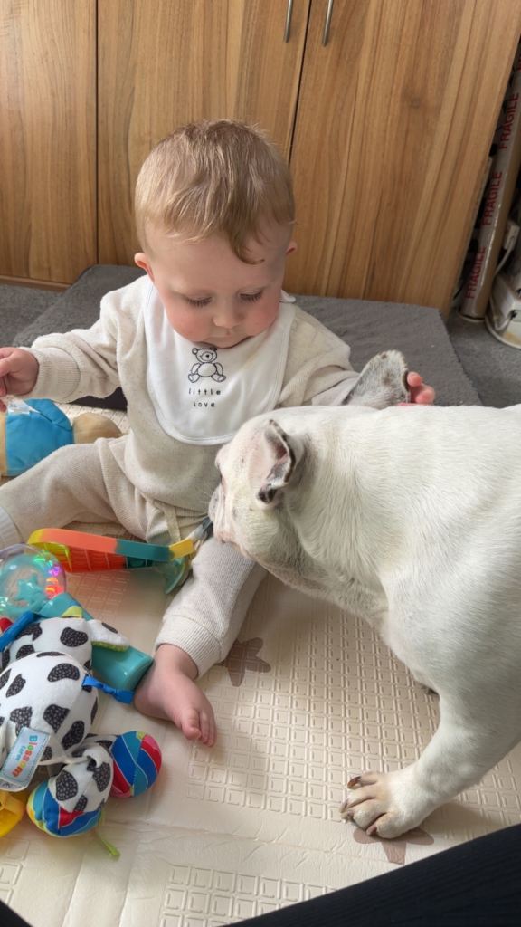 White full breed French bulldog
