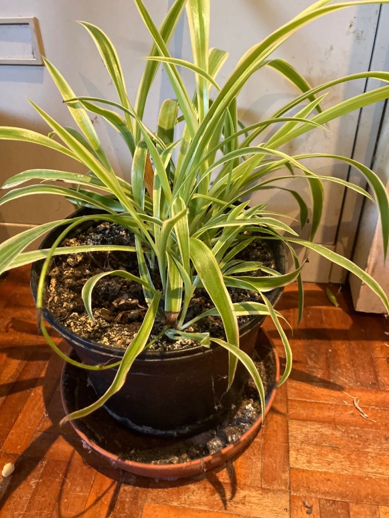 Healthy Spider Plant in Pot – Good Condition