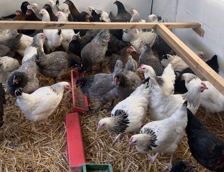 Chickens for sale 