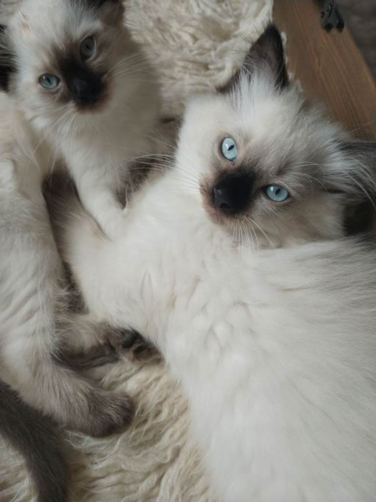Ragdoll kittens 