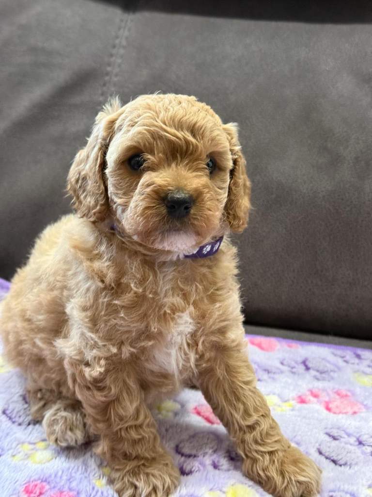 Beautiful puppies  Cavapoo F1b