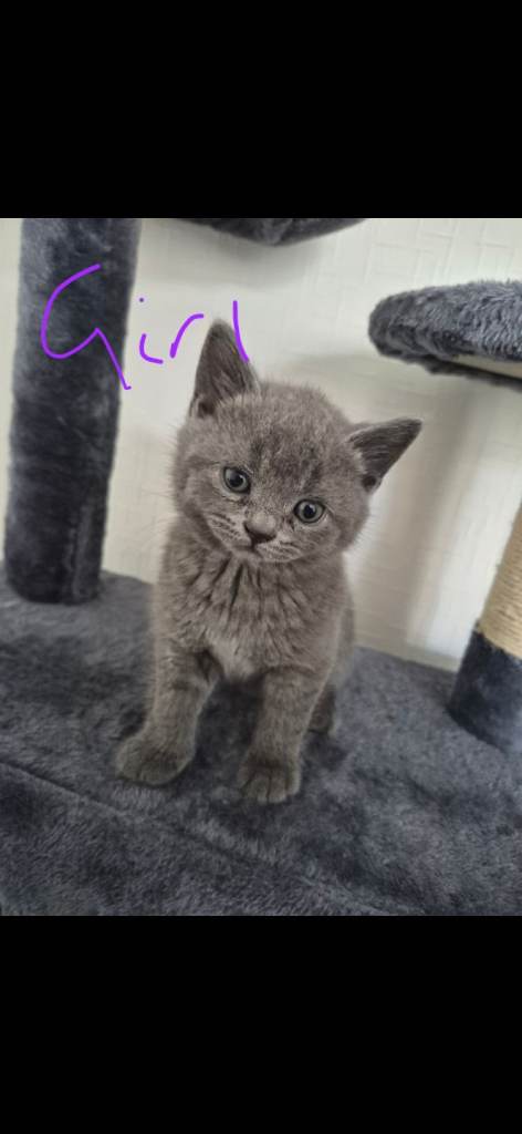 British shorthair X kittens