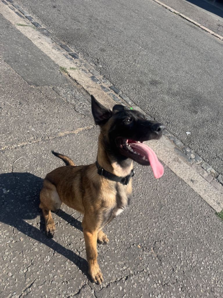 Belgian Malinois 