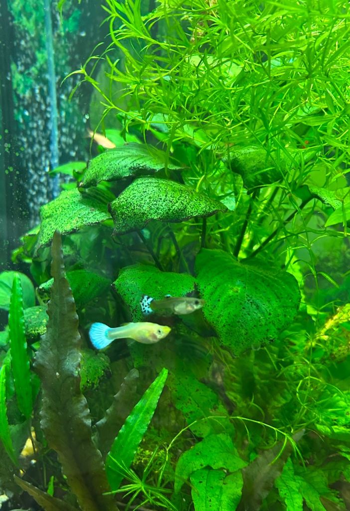 Fish