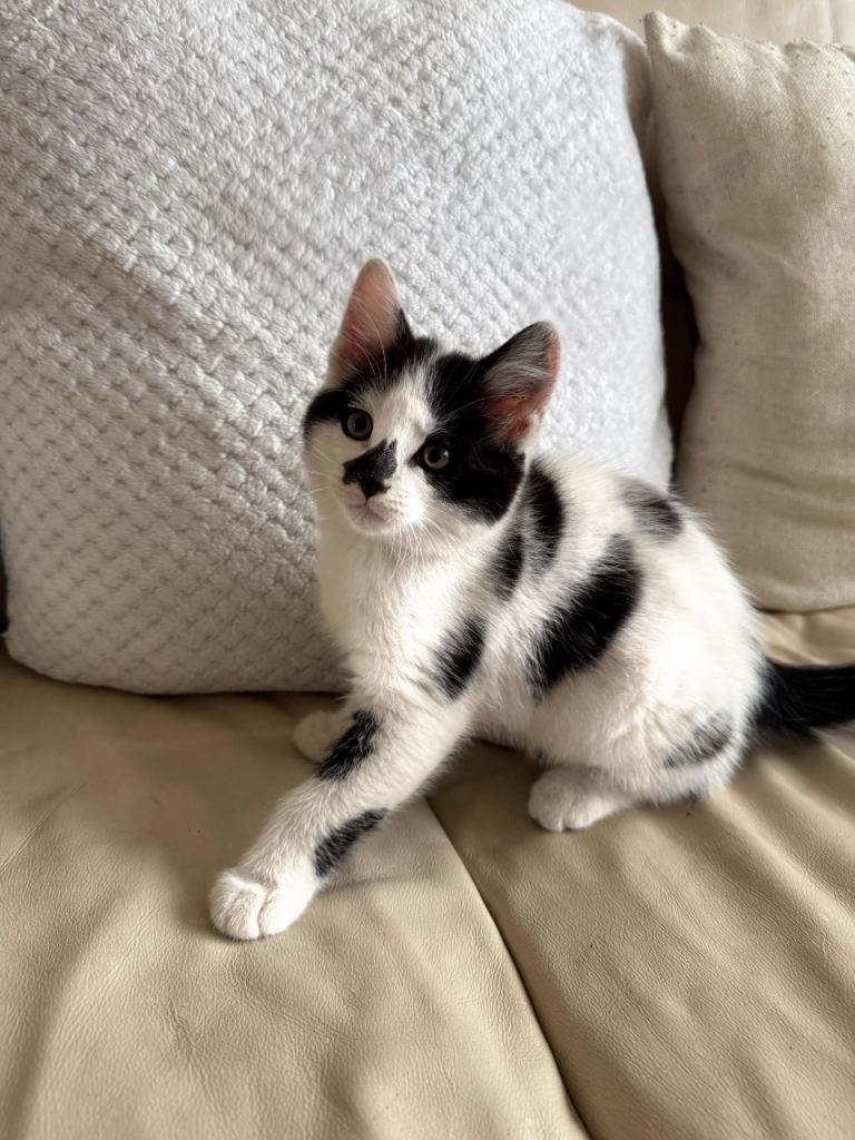 Beautiful kittens for sale!