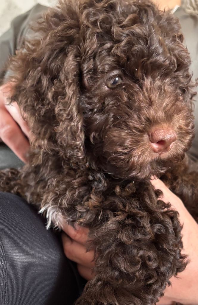 brown girl cockapoo 9 weeks old