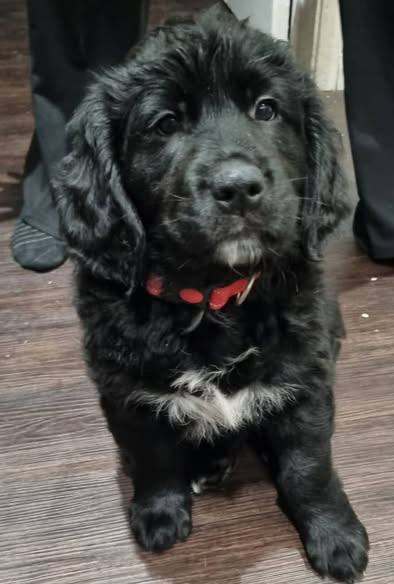 Golden Mountain Dog puppies - last two girls available