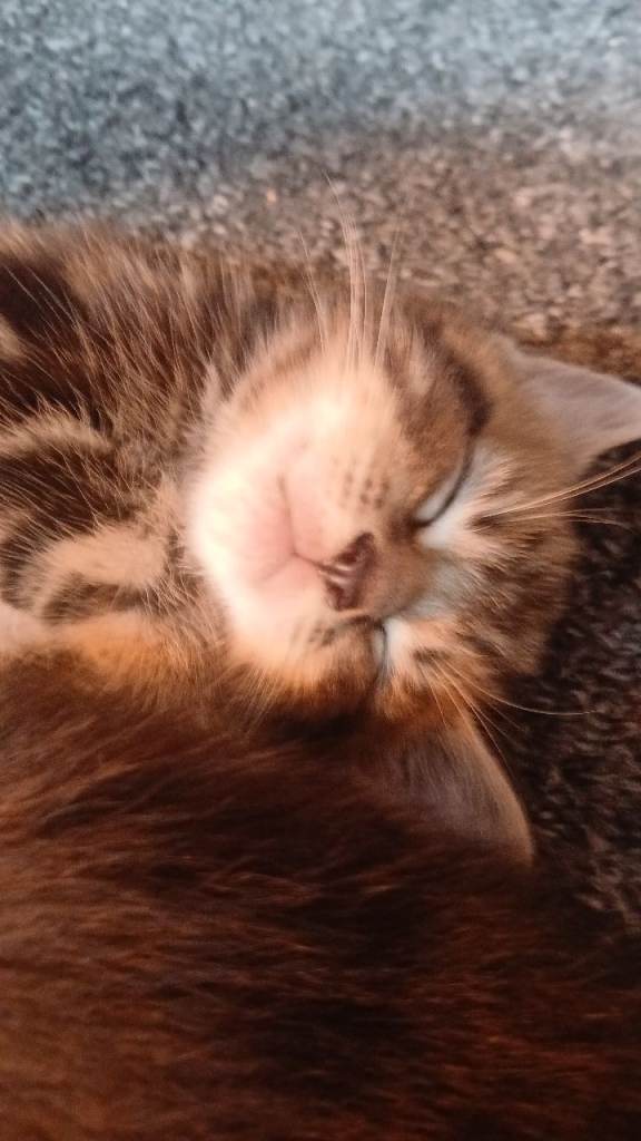 Maine Coon cross kittens (5 weeks old).