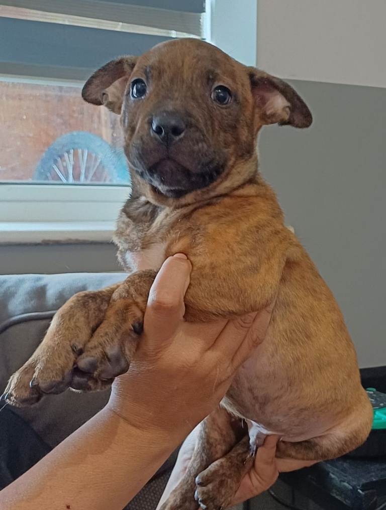 American bully staffy 