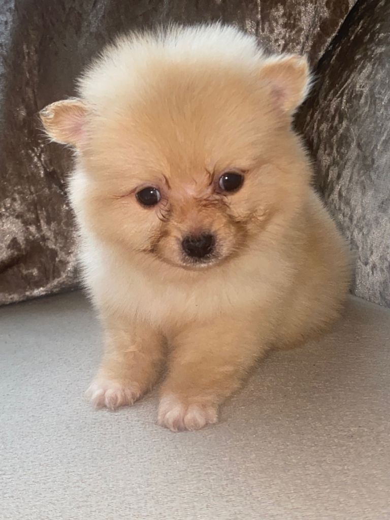 Pomeranian