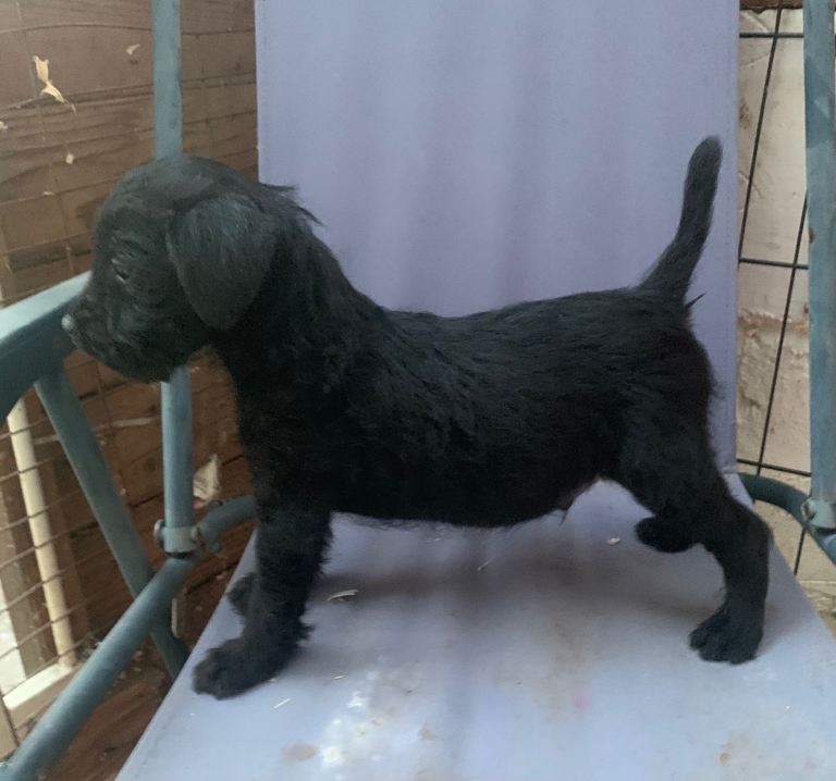 Patterdale fell terrier puppies 