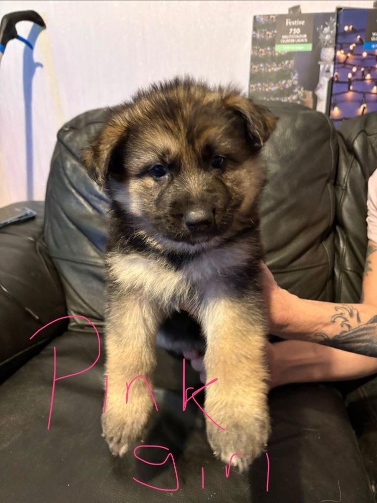 4 stunning German shepherd pups left ready now