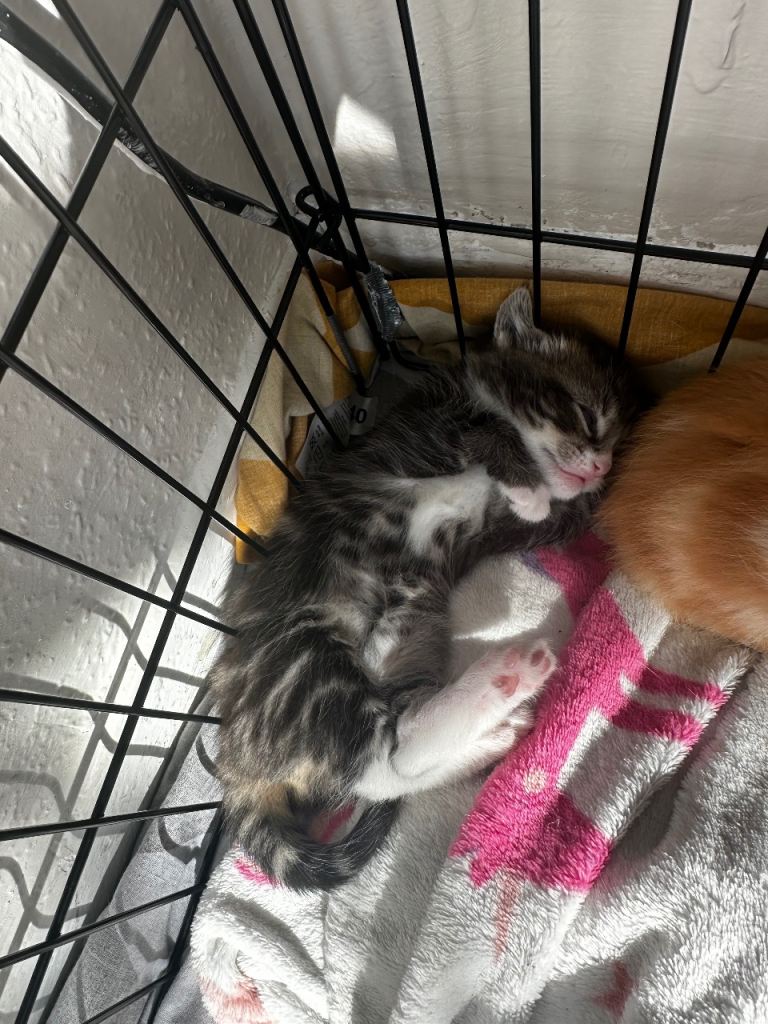 2 beautiful kittens left