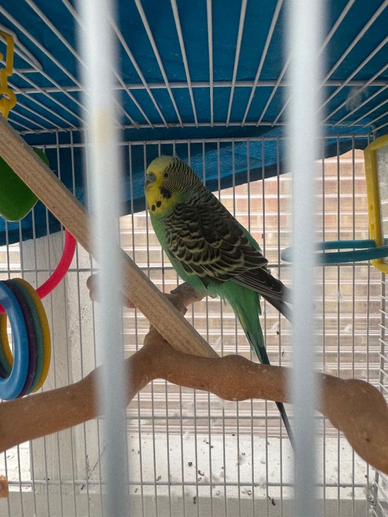 Budgies for sale 
